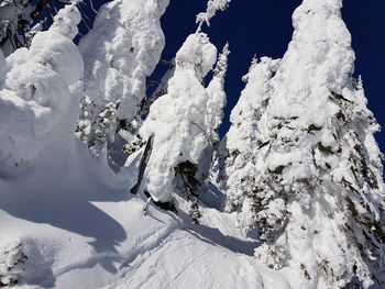Close-up of snow on tree