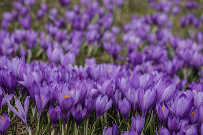 Close-up of purple crocus flowers on field