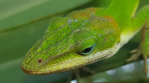 Close-up of lizard on leaf