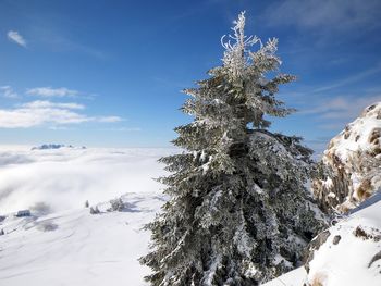 Snow covered pine tree against sky