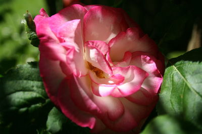 Close-up of pink rose