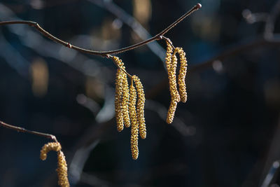 Close-up of frost on plant