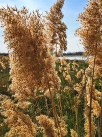 Close-up of plants growing on field