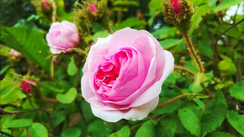 Close-up of pink rose blooming outdoors