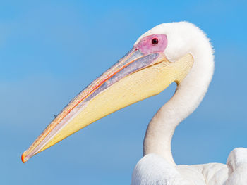 Low angle view of a bird against blue sky