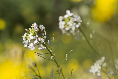 Close-up of honey bee on flower