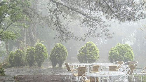 Chairs and table against trees in forest