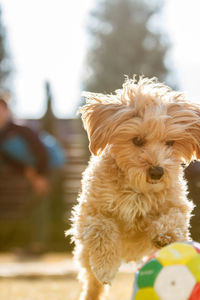 Close-up of puppy on toy