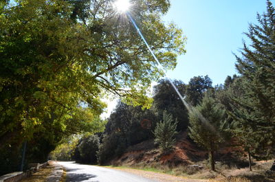 Road amidst trees in forest against sky