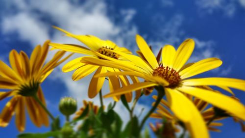 Close-up of yellow flowers against sky