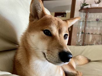 Close-up portrait of dog