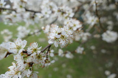 Mirabelle blossoms in spring