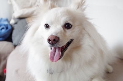 Close-up of pomeranian dog