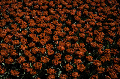 Full frame shot of flowers