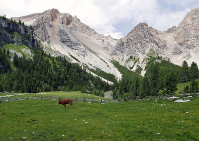 Horses in a field