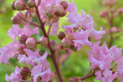 Close-up of pink flowers