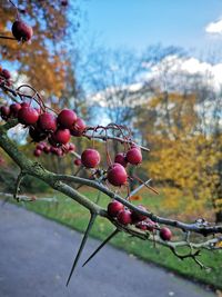 Close-up of berries growing on tree