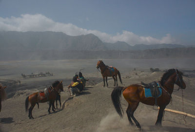 People riding horses at beach