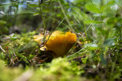nature
