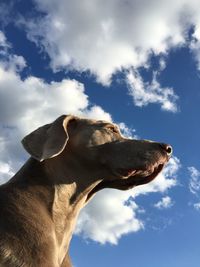 Low angle view of cow against sky