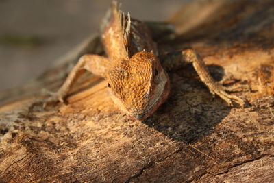 Close-up of crab on wood