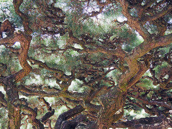 Low angle view of trees