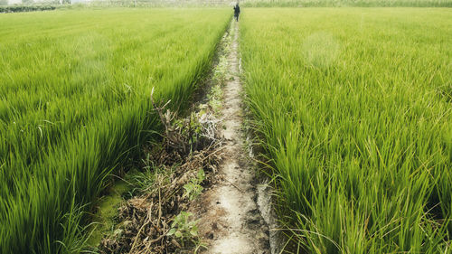 Scenic view of grassy field