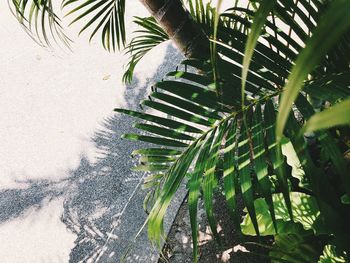 High angle view of palm tree
