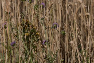 Full frame view of grass growing in field