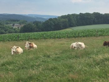 Cows grazing on field against sky