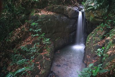 Scenic view of waterfall in forest