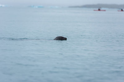 Seal swimming in the freezing waters of jokulsarlon glacial lagoon, iceland