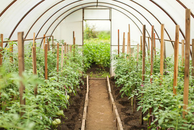 Plants growing in greenhouse