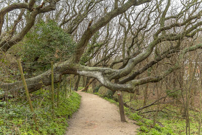 Trees growing in forest