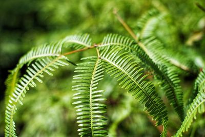 Close-up of fern leaves