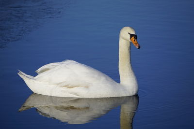 Swan swimming in lake