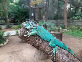 Close-up of a lizard on tree