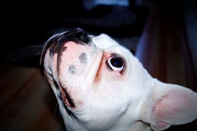 Close-up portrait of a dog