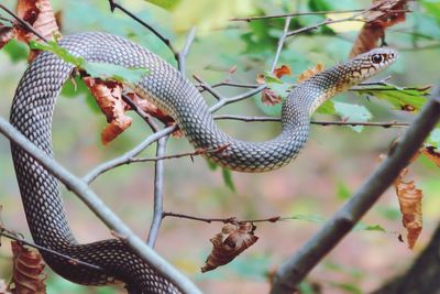 Close-up of a lizard on tree