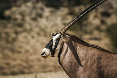 Close-up of giraffe on land