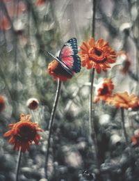 Close-up of red butterfly on plant