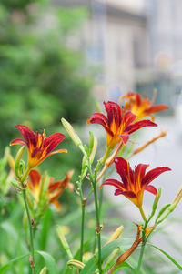 Close-up of pink flowers
