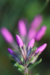 Close-up of pink flowering plant