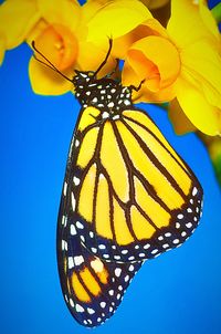 Close-up of butterfly on yellow flower