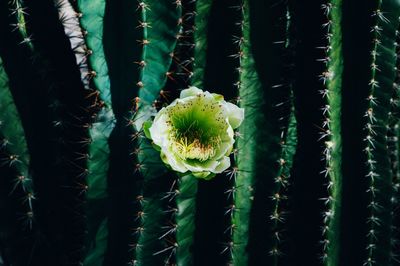 Close-up of spider web on cactus plant