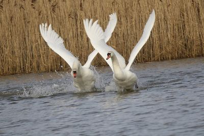 View of swan in lake