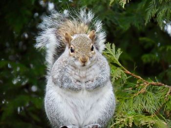 Portrait of squirrel