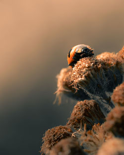 Close-up of bird in nest