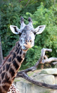 Close-up of giraffe in forest