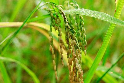 Close-up of crops growing on field